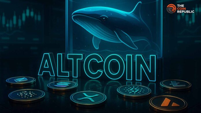 黑色星期五将至，山寨币顶级巨鲸们紧盯市场。